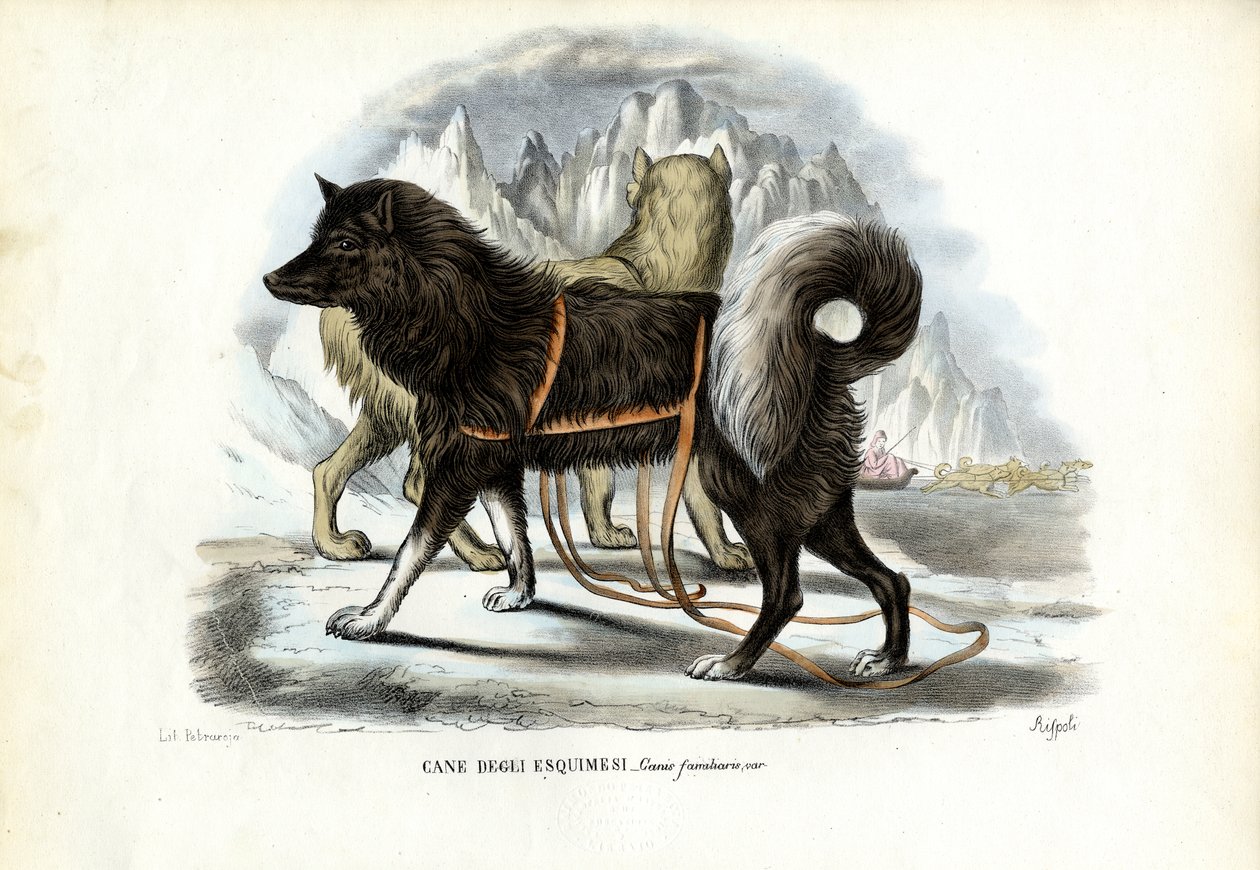 Chien de traîneau inuit, 1863-79 - Raimundo Petraroja
