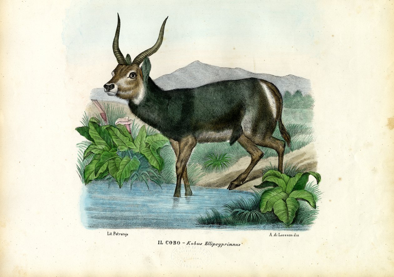 Kob, 1863-79 - Raimundo Petraroja
