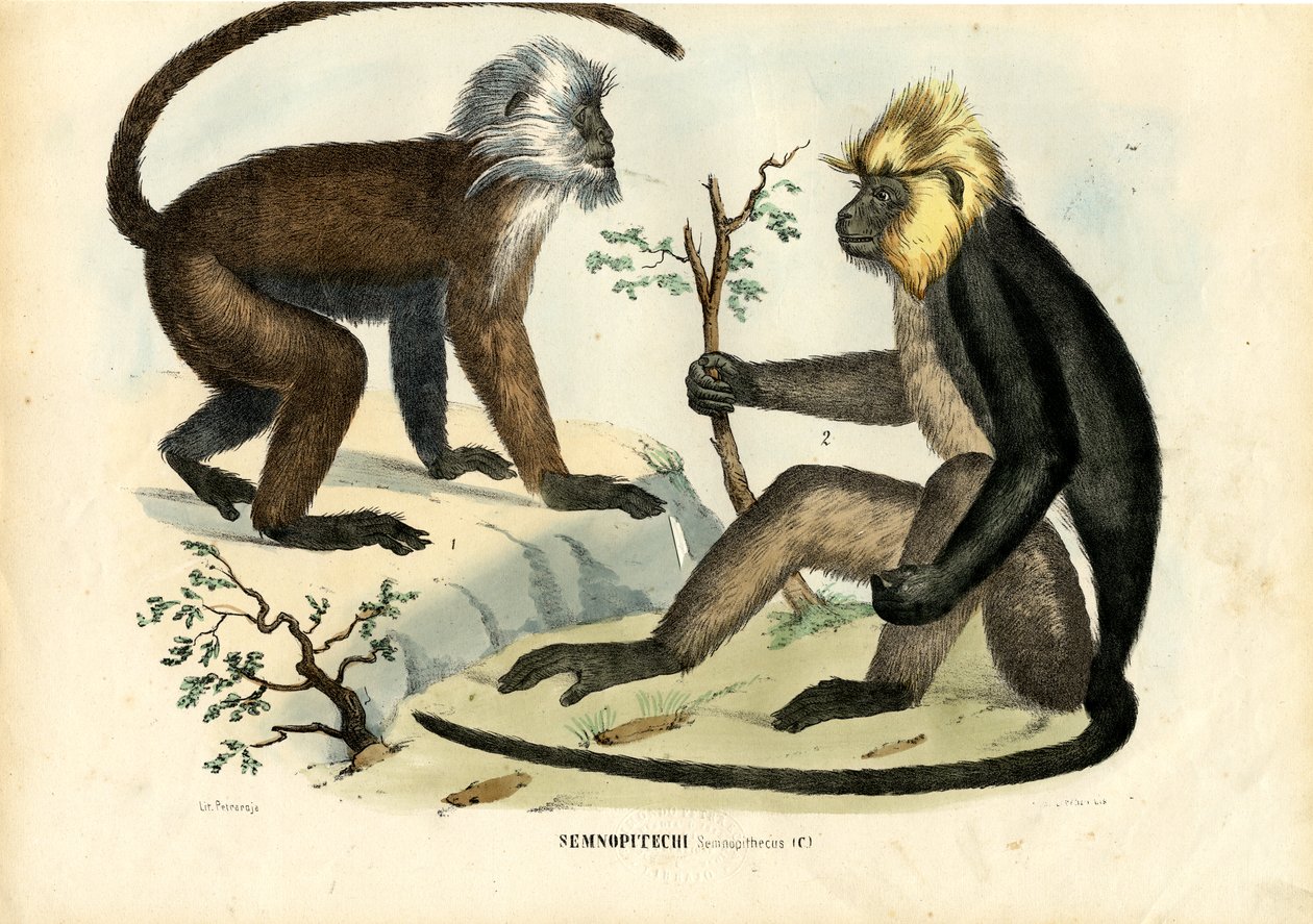Langurs, 1863-79 - Raimundo Petraroja