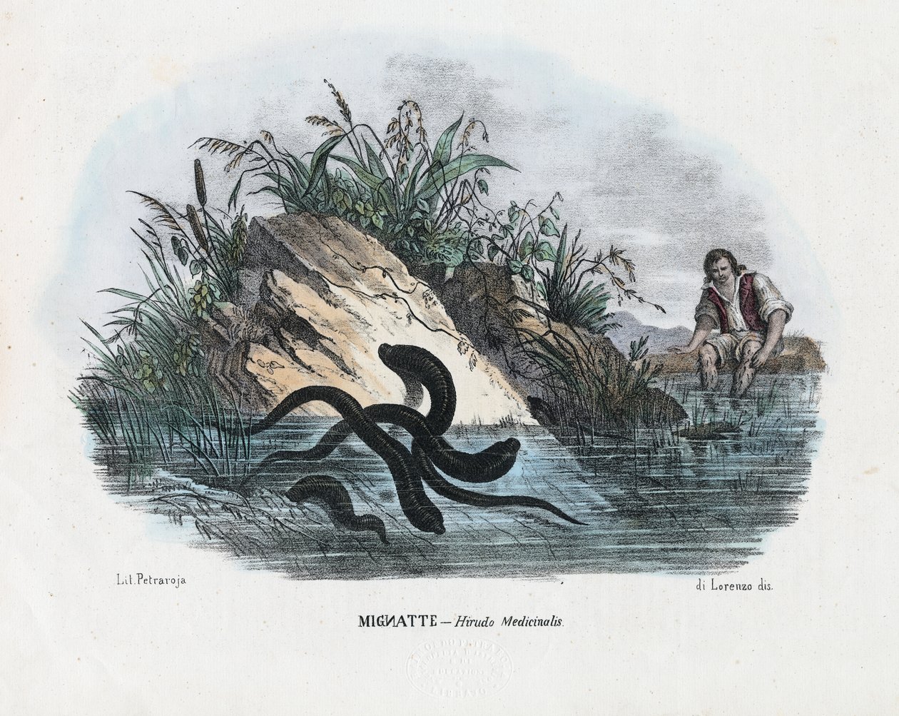 Sangsues, 1863-79 - Raimundo Petraroja