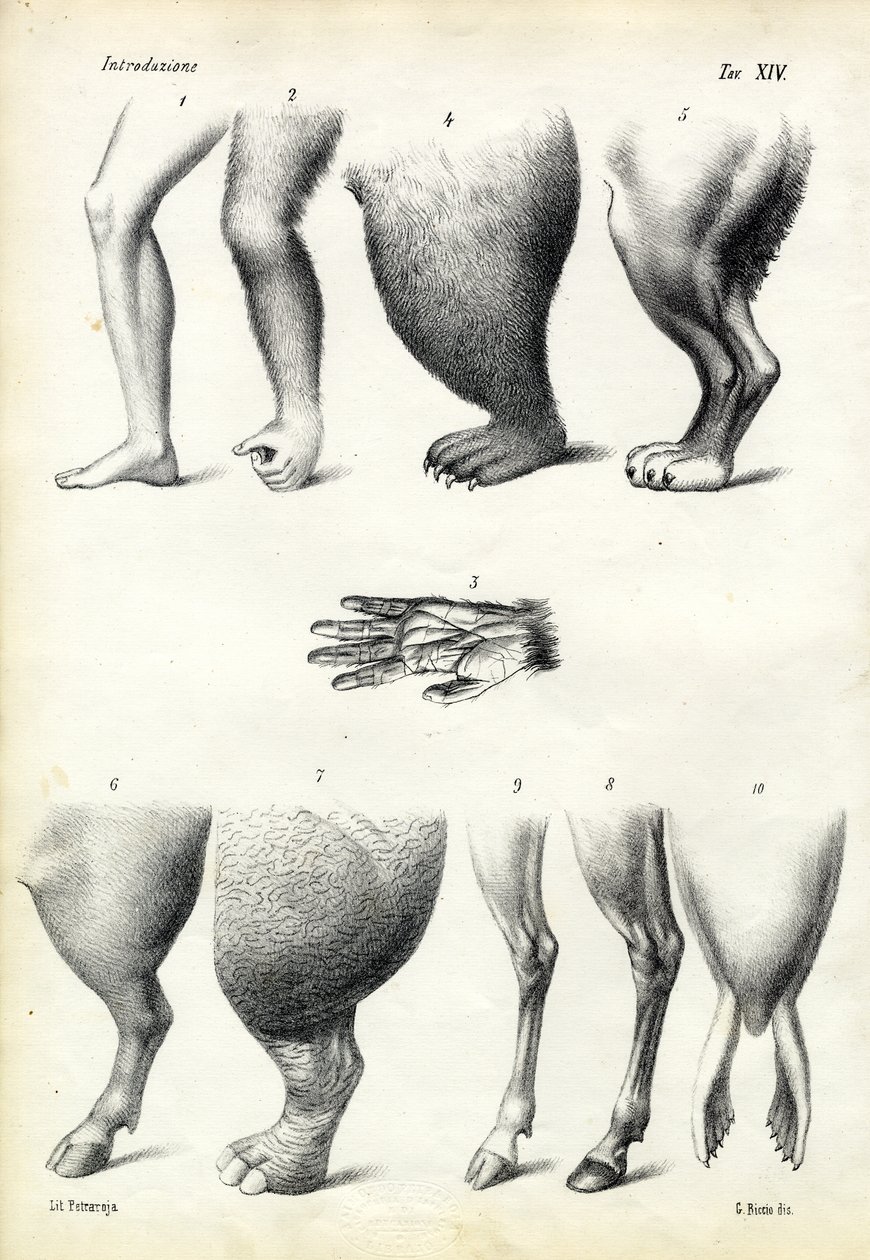 Jambes, 1863-79 - Raimundo Petraroja