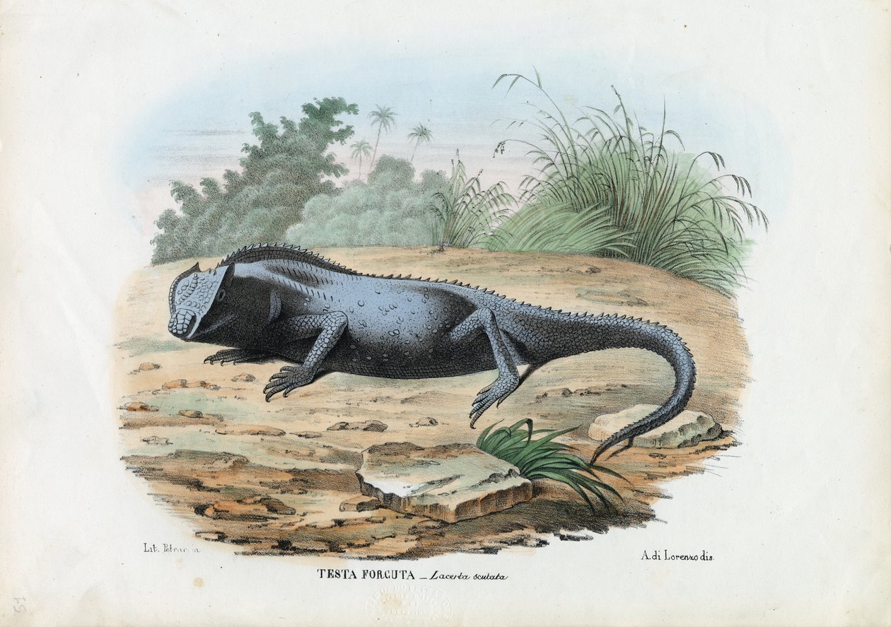 Lézard, 1863-79 - Raimundo Petraroja