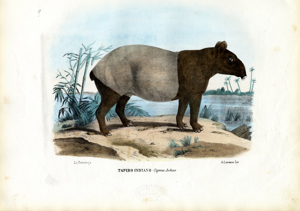 Tapir malais, 1863-79 - Raimundo Petraroja