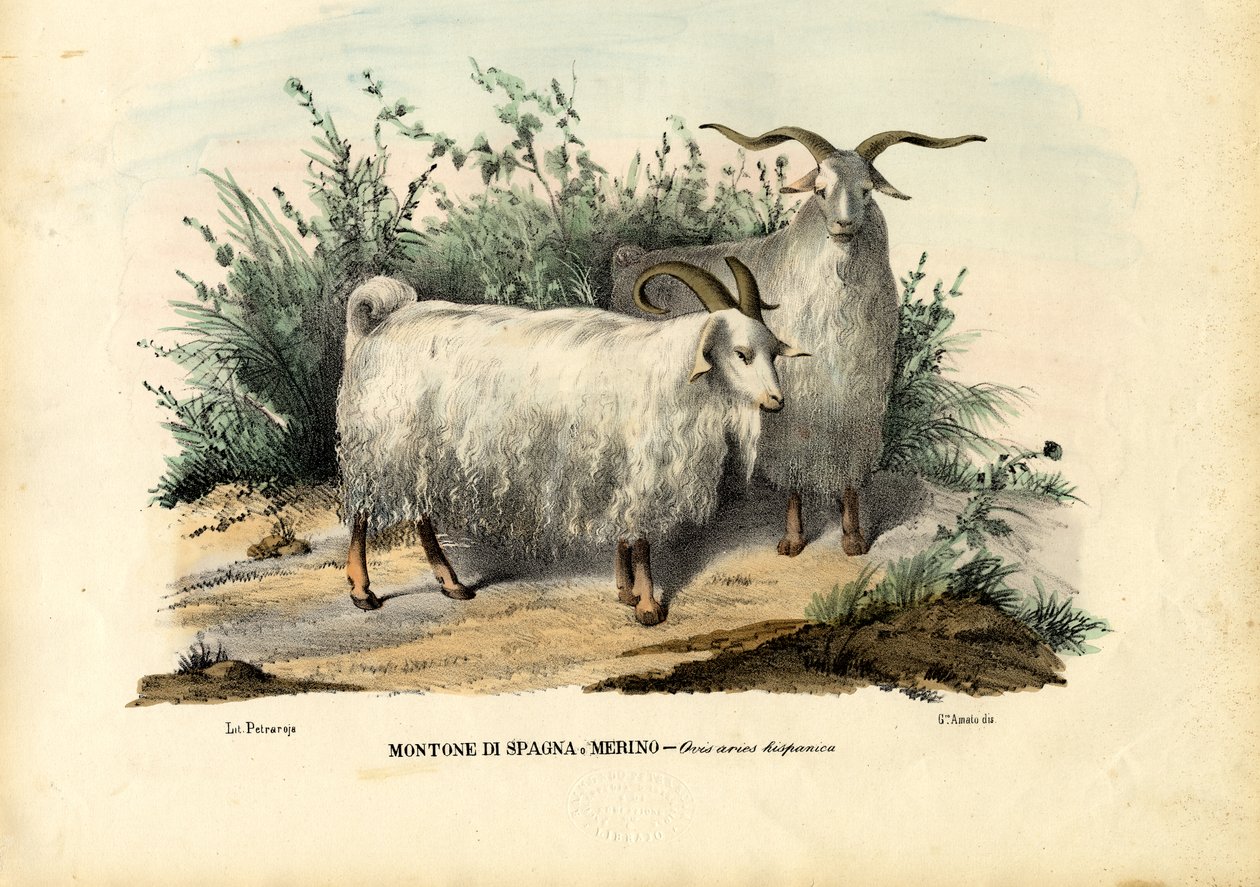 Moutons Mérinos, 1863-79 - Raimundo Petraroja