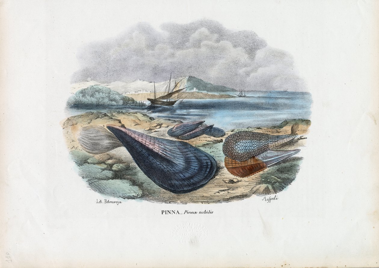 Moules, 1863-79 - Raimundo Petraroja