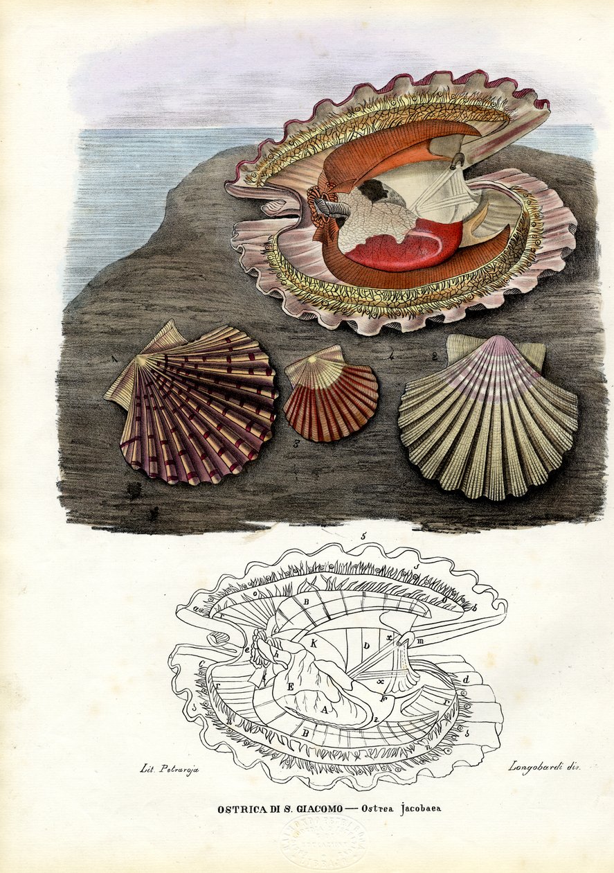 Moules, 1863-79 - Raimundo Petraroja