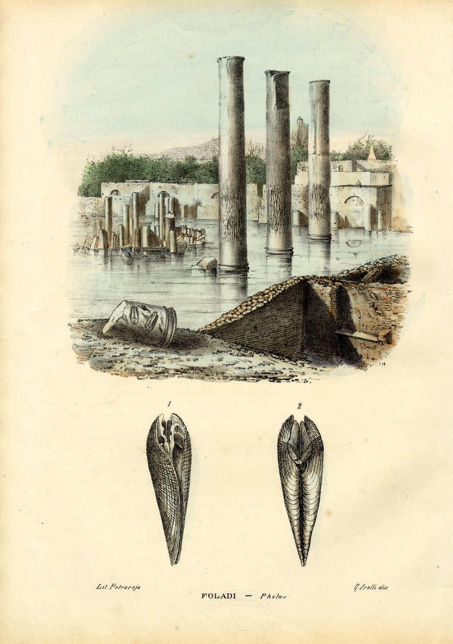 Moules, 1863-79 - Raimundo Petraroja
