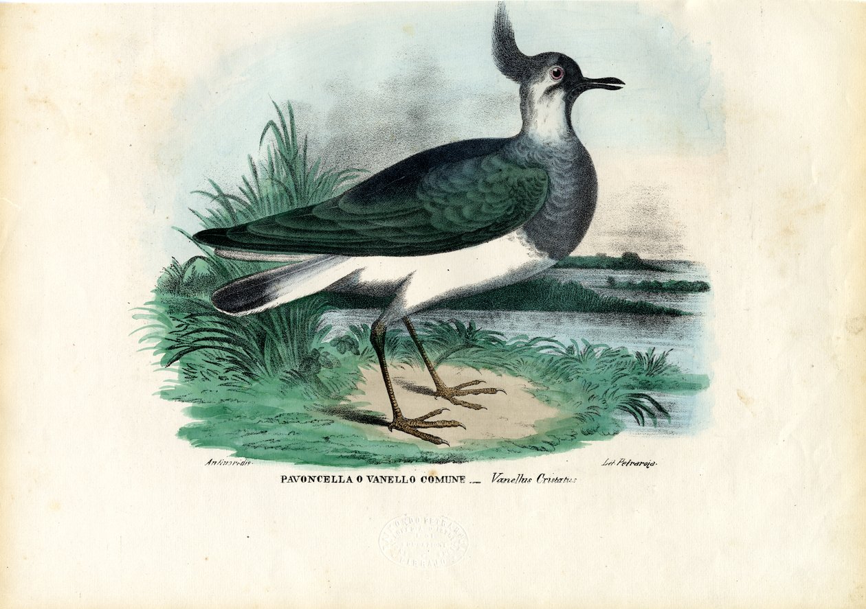 Vanneau huppé, 1863-79 - Raimundo Petraroja