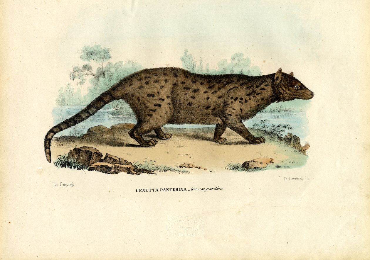 Genette Pardine, 1863-79 - Raimundo Petraroja