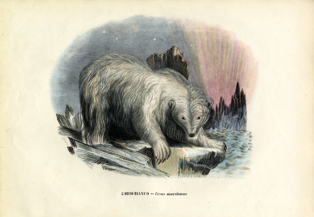 Ours polaire, 1863-79 - Raimundo Petraroja
