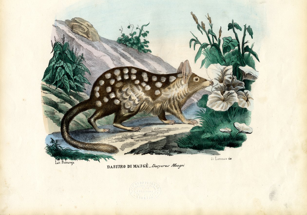 Quoll, 1863-79 - Raimundo Petraroja