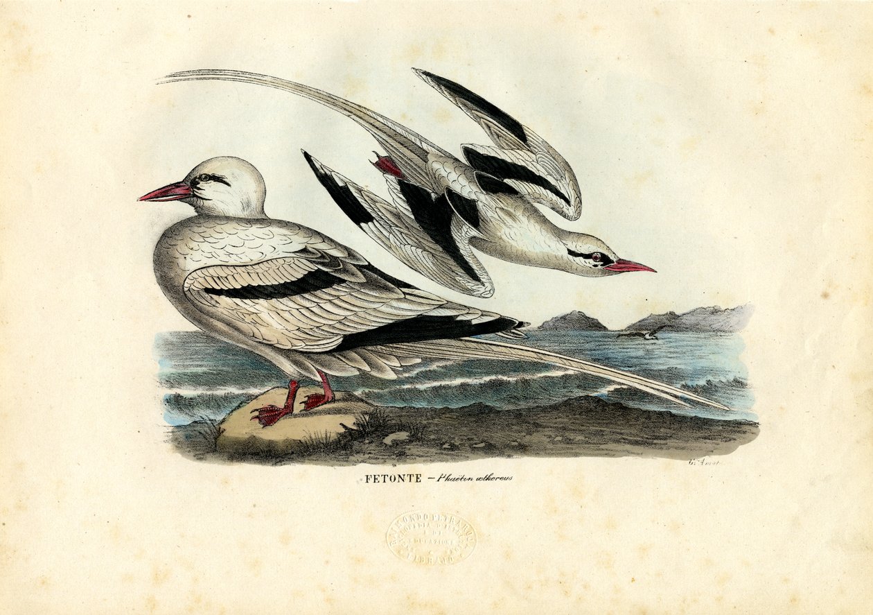 Phaéton à bec rouge, 1863-79 - Raimundo Petraroja