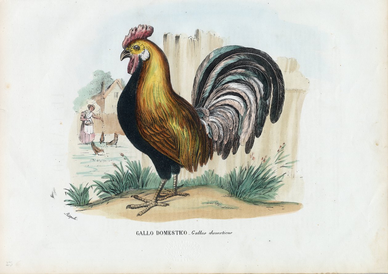 Coq, 1863-79 - Raimundo Petraroja
