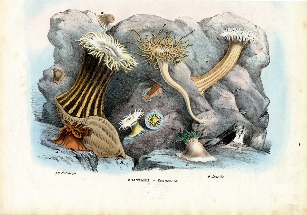 Anémones de mer, 1863-79 - Raimundo Petraroja