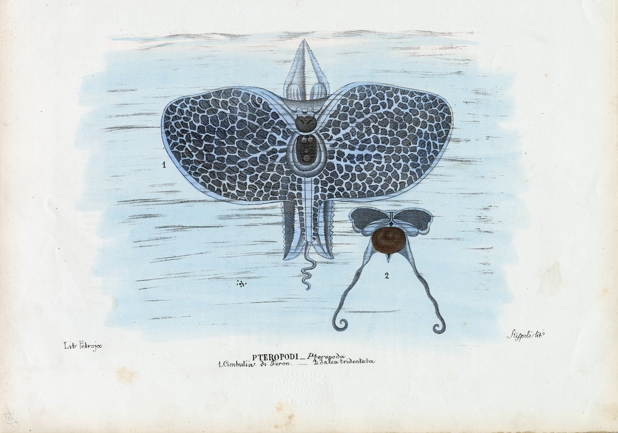 Papillons de mer, 1863-79 - Raimundo Petraroja