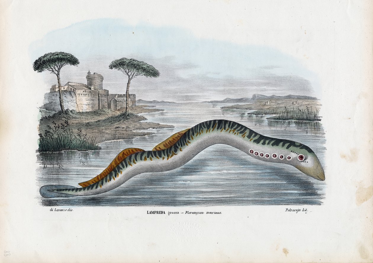 Lamproie marine, 1863-79 - Raimundo Petraroja