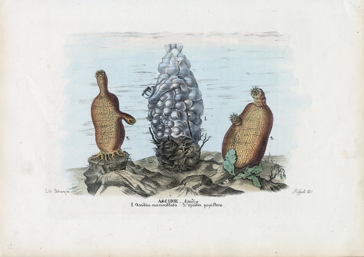 Ascidies, 1863-79 - Raimundo Petraroja