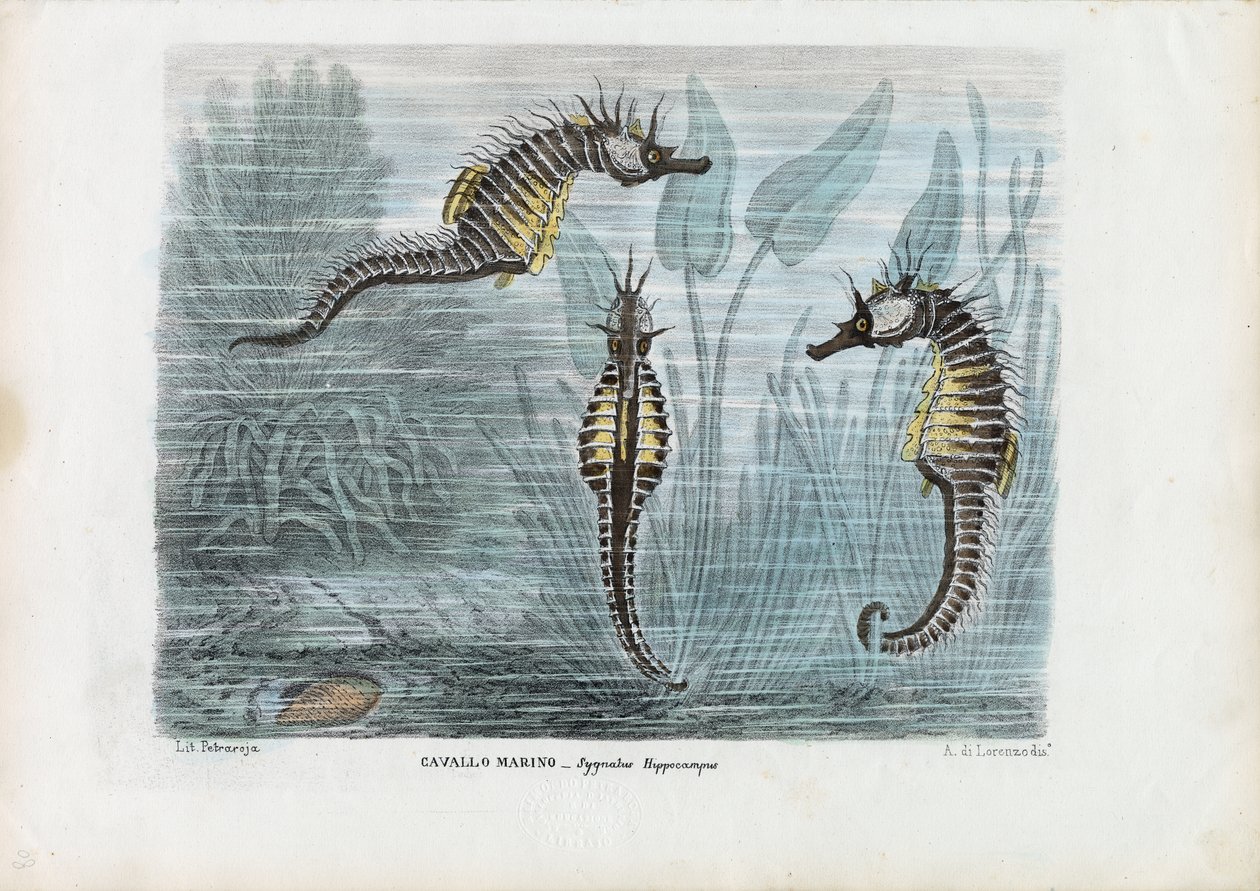 Hippocampes, 1863-79 - Raimundo Petraroja