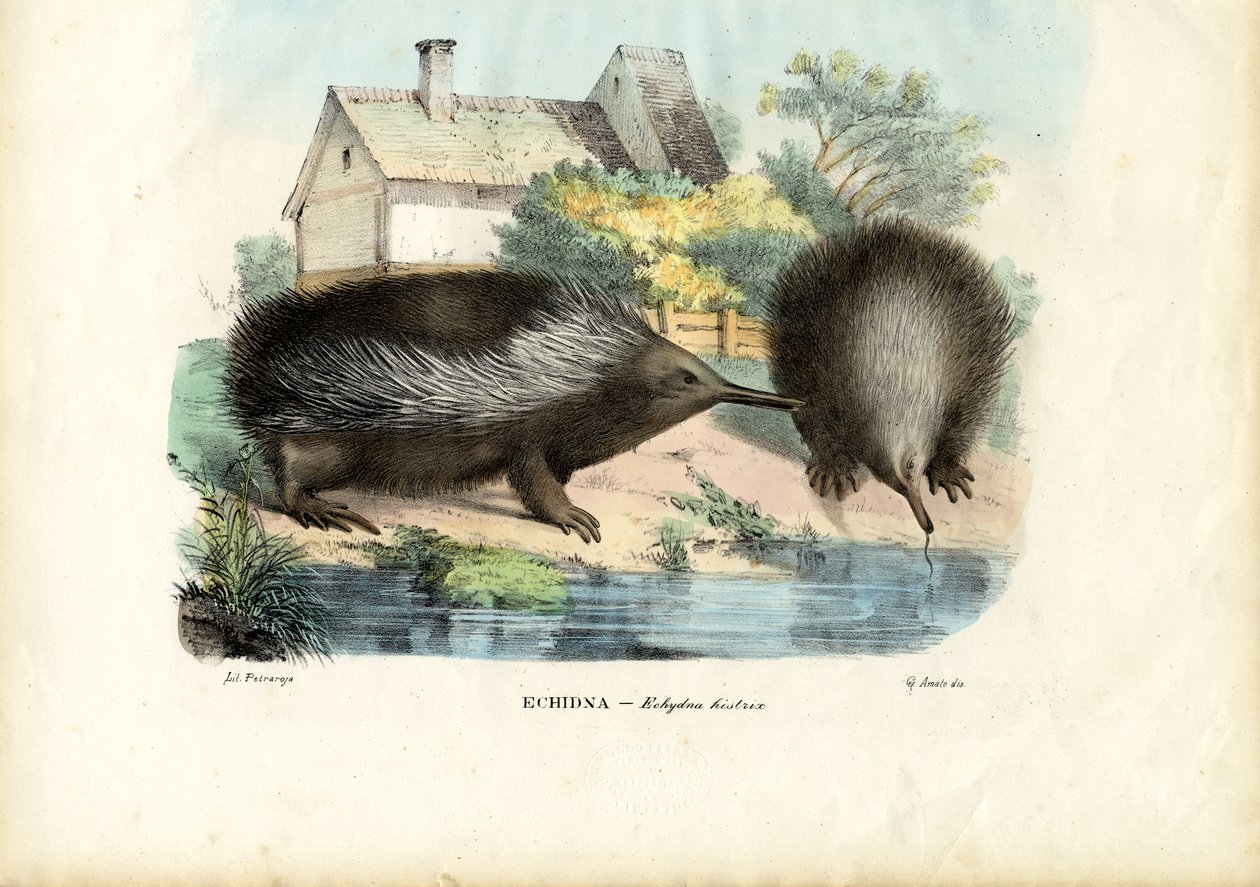 Échidné à bec court, 1863-79 - Raimundo Petraroja