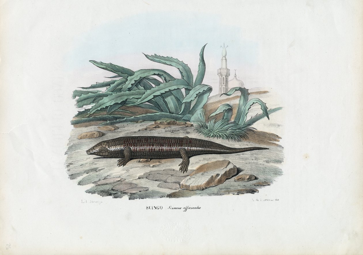 Scinque, 1863-79 - Raimundo Petraroja