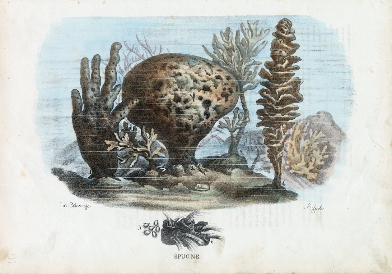 Éponges, 1863-79 - Raimundo Petraroja