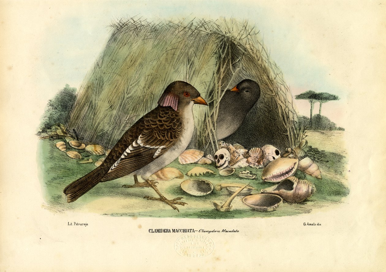 Oiseau-jardinier tacheté, 1863-79 - Raimundo Petraroja