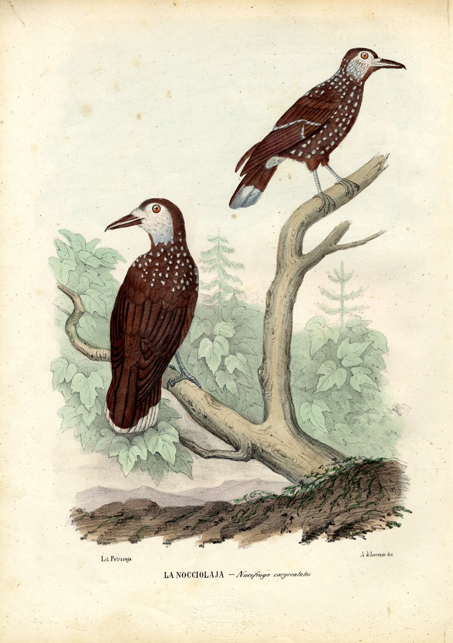 Cassenoix Moucheté, 1863-79 - Raimundo Petraroja