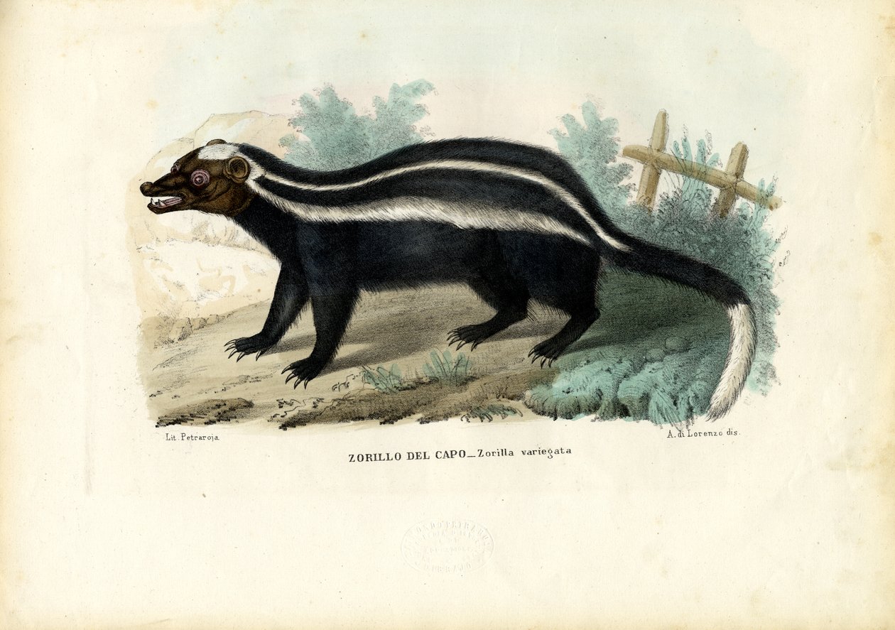 Zorille rayée, 1863-79 - Raimundo Petraroja