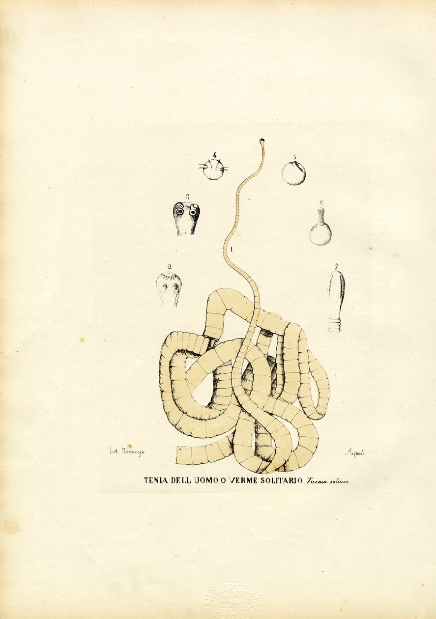Ténia, 1863-79 - Raimundo Petraroja