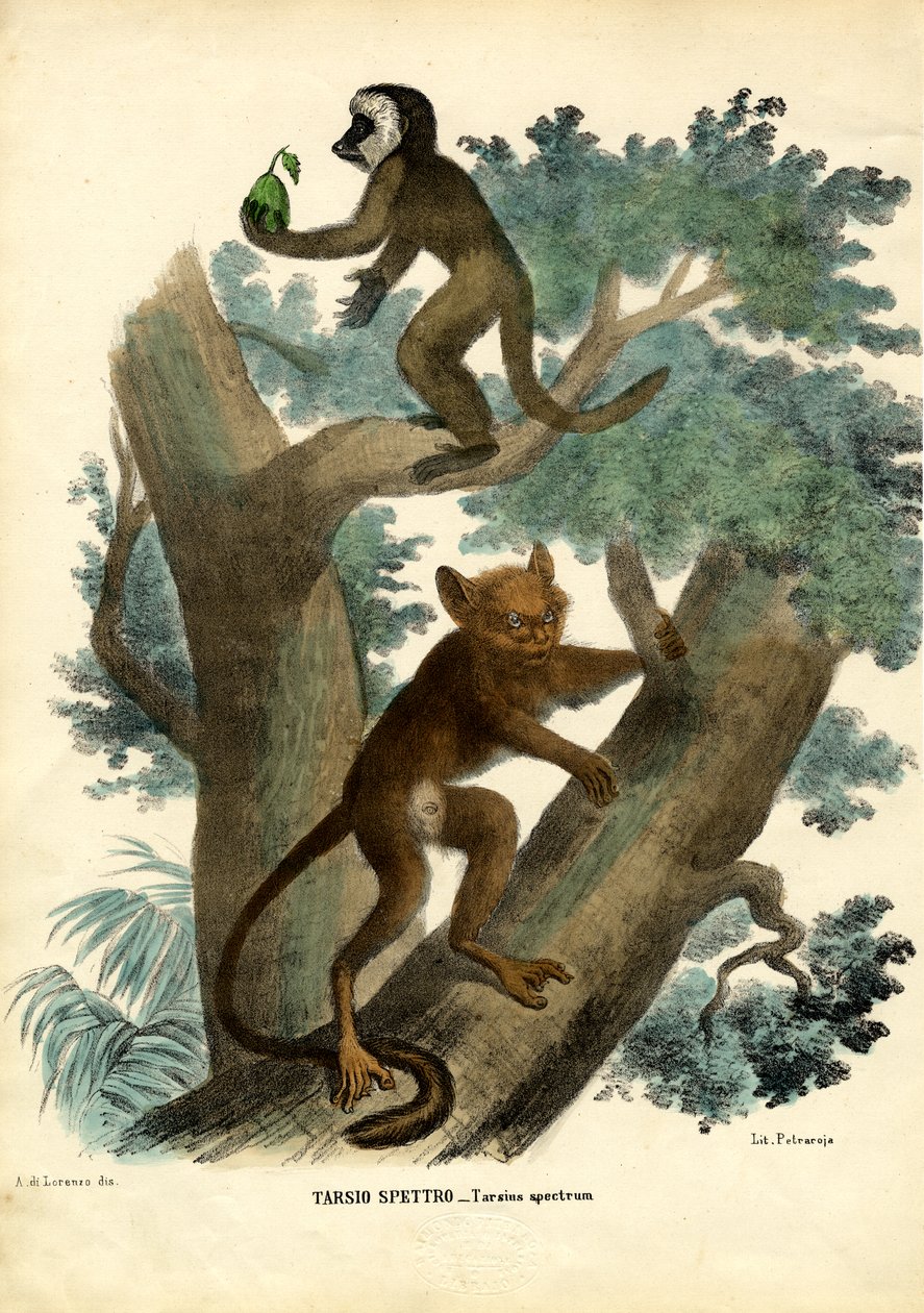 Tarsier, 1863-79 - Raimundo Petraroja