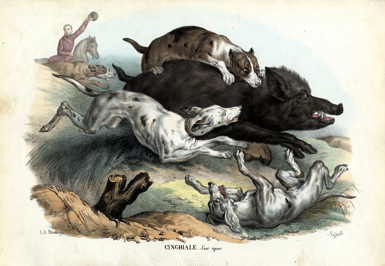 Sanglier, 1863-79 - Raimundo Petraroja