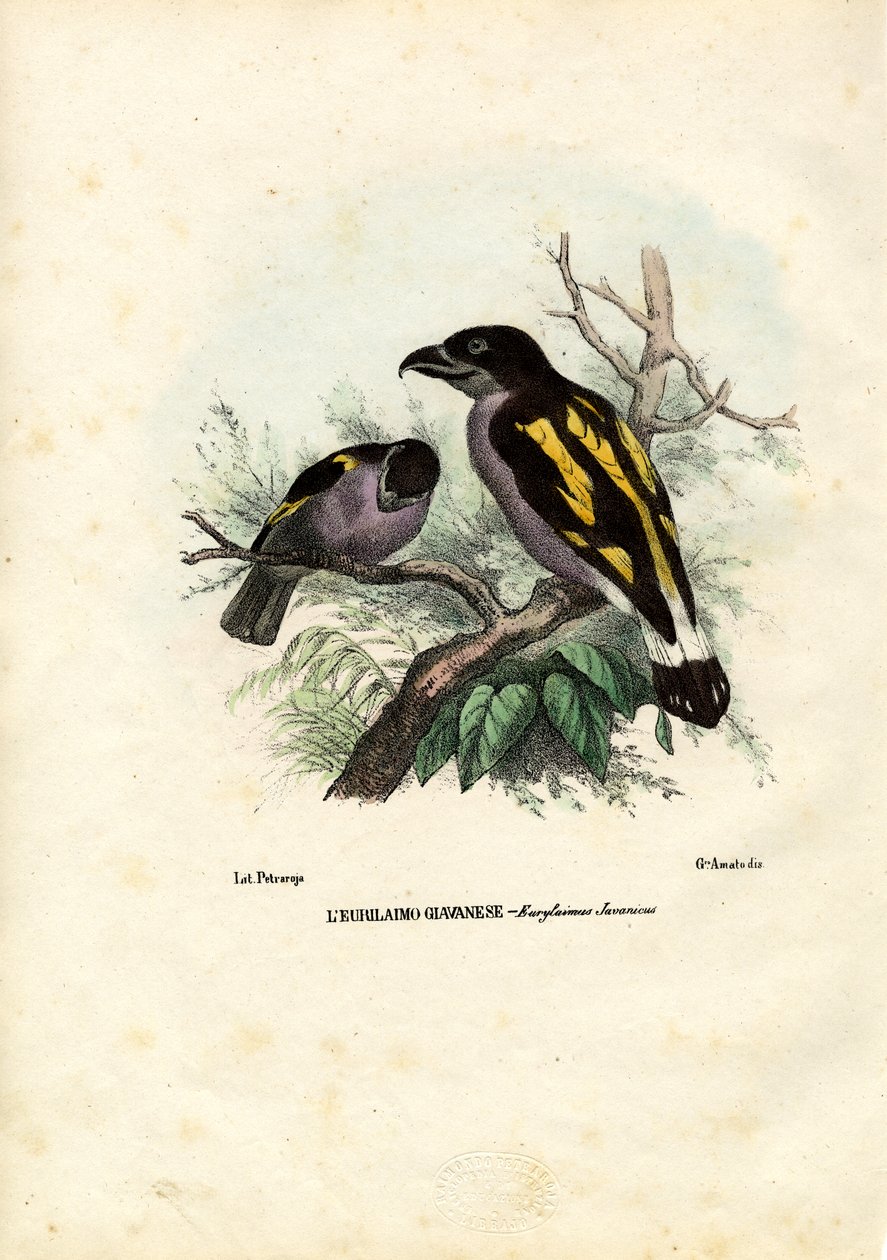 Broadbills, 1863-79 - Raimundo Petraroja