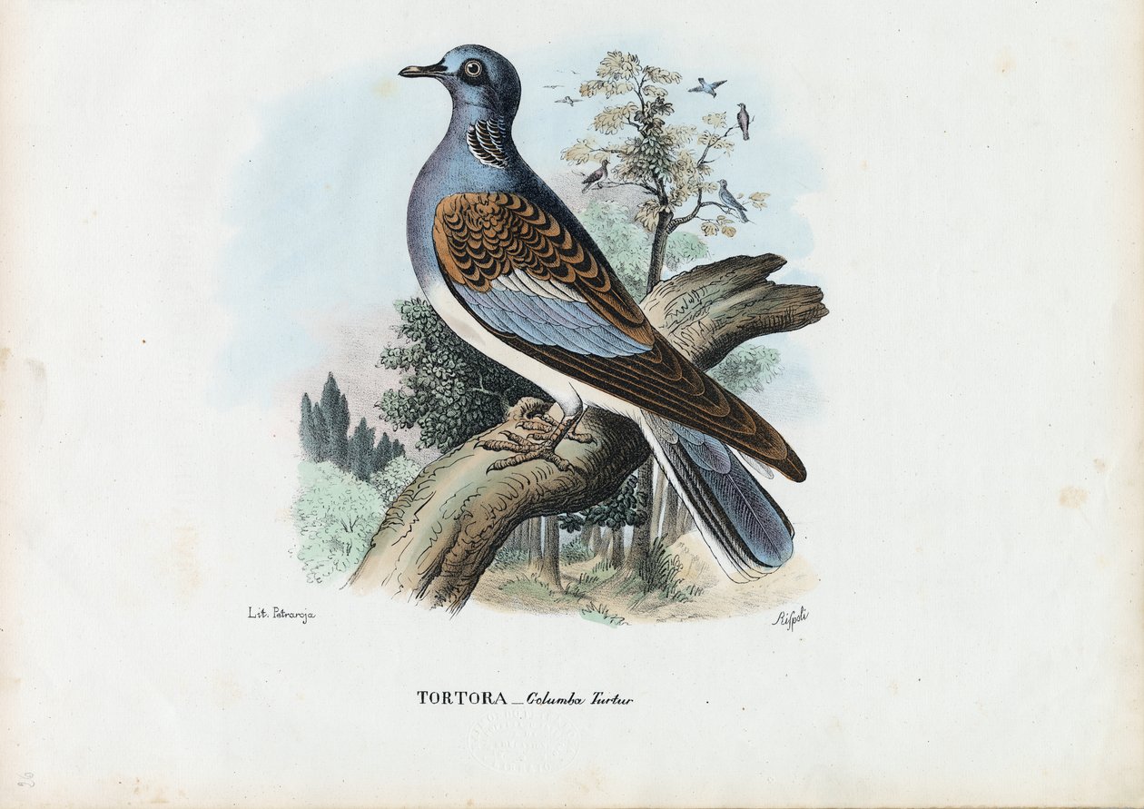 Tourterelle européenne, 1863-79 - Raimundo Petraroja
