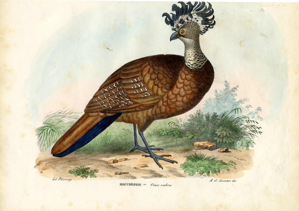 Grand Hocco, 1863-79 - Raimundo Petraroja