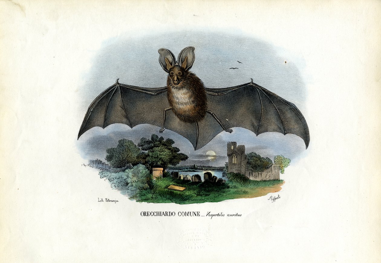 Grand Murin, 1863-79 - Raimundo Petraroja