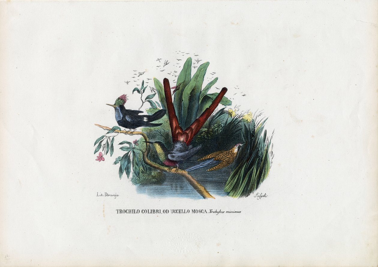 Colibris, 1863-79 - Raimundo Petraroja
