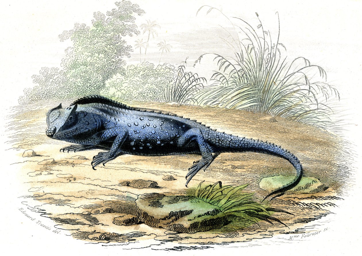 La tête fourchue (Lyriocephalus margaritaceus) - Planche extraite de Histoire Naturelle par Bernard Germain de Lacépède (1856-1925), édition P.Furme, Paris - Raimundo Petraroja
