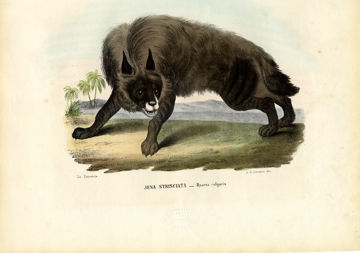 Hyène rayée, 1863-79 - Raimundo Petraroja