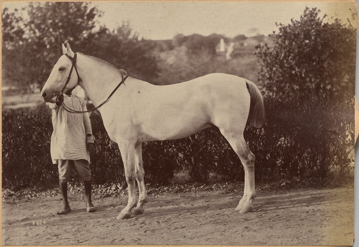 Le cheval du capitaine Bailward, Jhansi (verso, à droite) - Raja Deen Dayal
