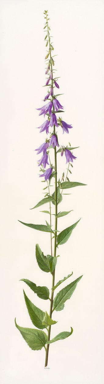 Adenophora species (huile sur papier) - Raymond Booth