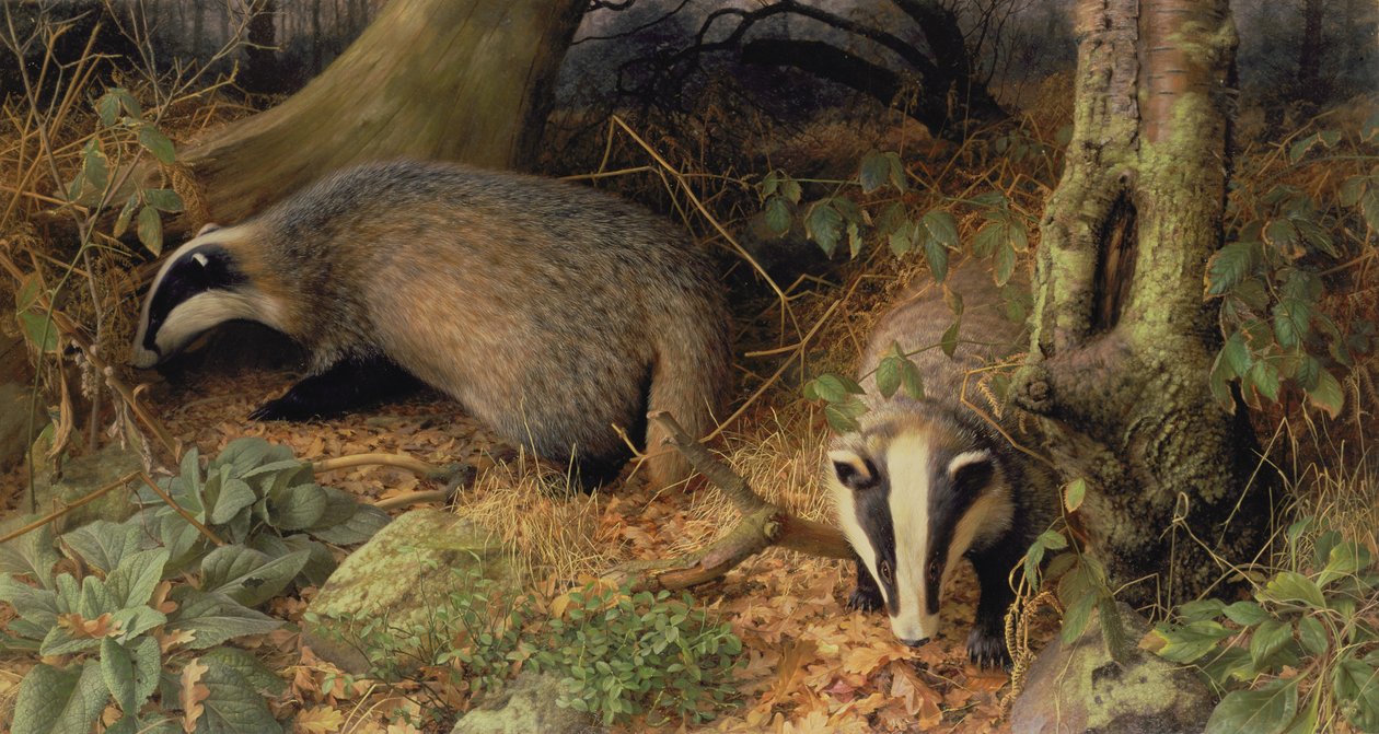 Badgers - Raymond Booth