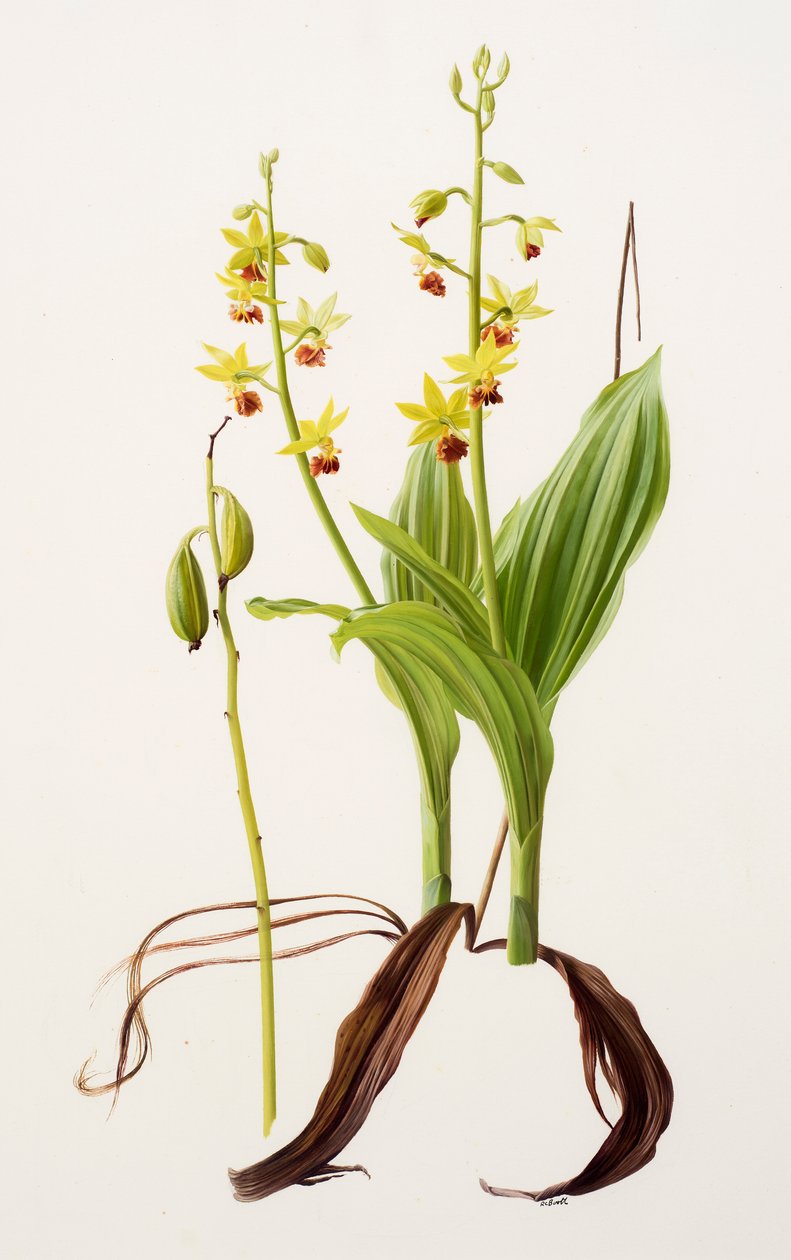 Calanthe tricarinata (huile sur papier) - Raymond Booth