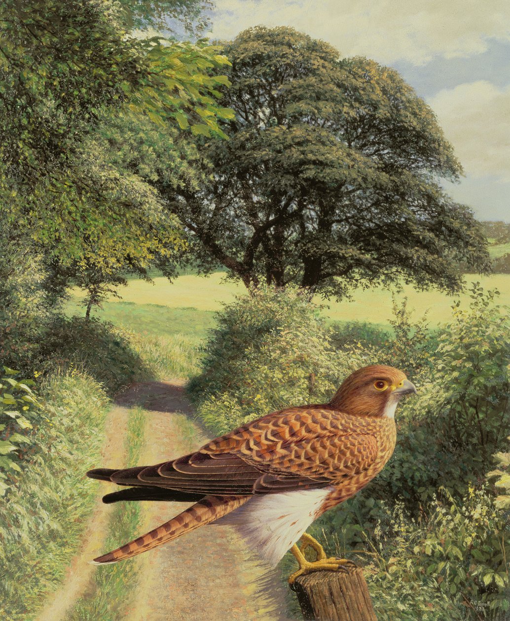 Faucon sur le poteau de la porte - Raymond Booth