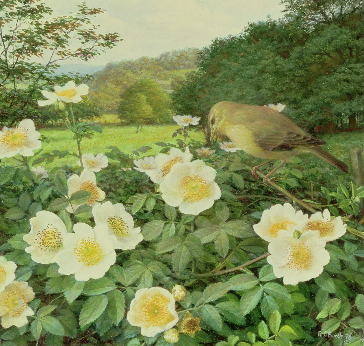 Rosier des champs et fauvette des saules - Raymond Booth