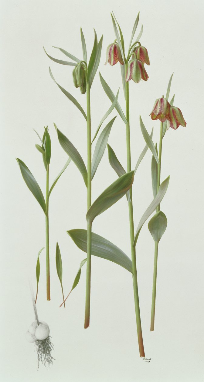 Fritillaria Hermonis Amana - Raymond Booth