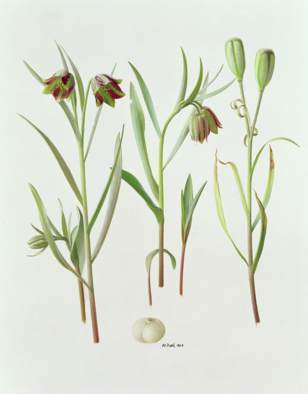 Fritillaria Kurdica - Raymond Booth