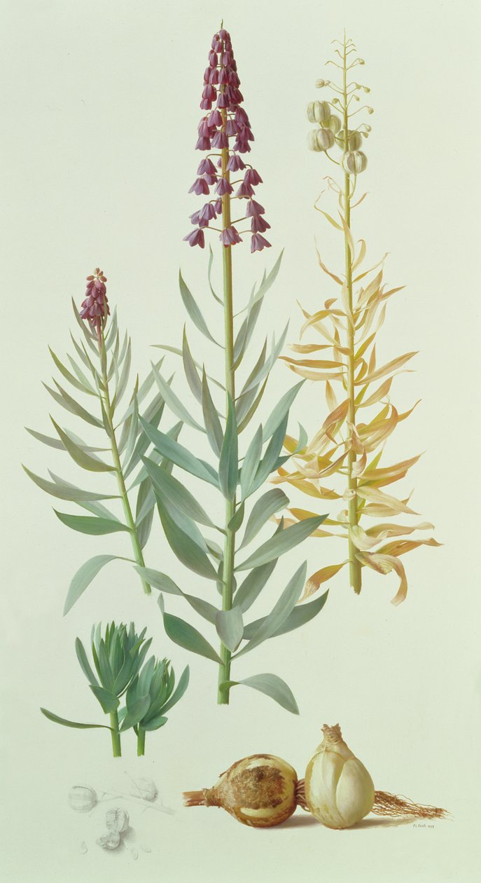 Fritillaria Persica - Raymond Booth