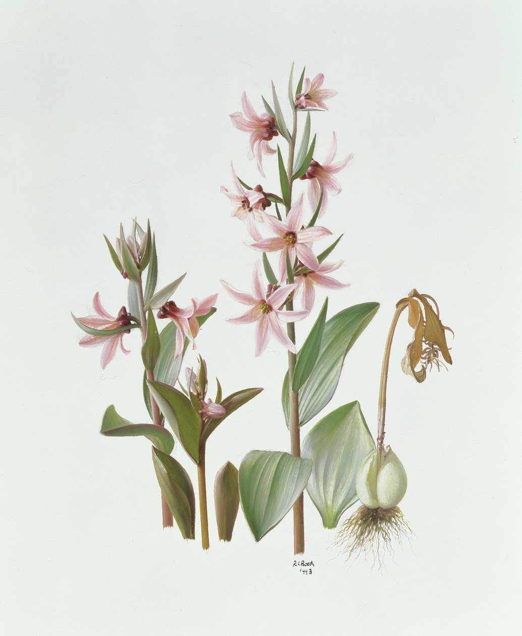 Fritillaire Stenanthera - Raymond Booth