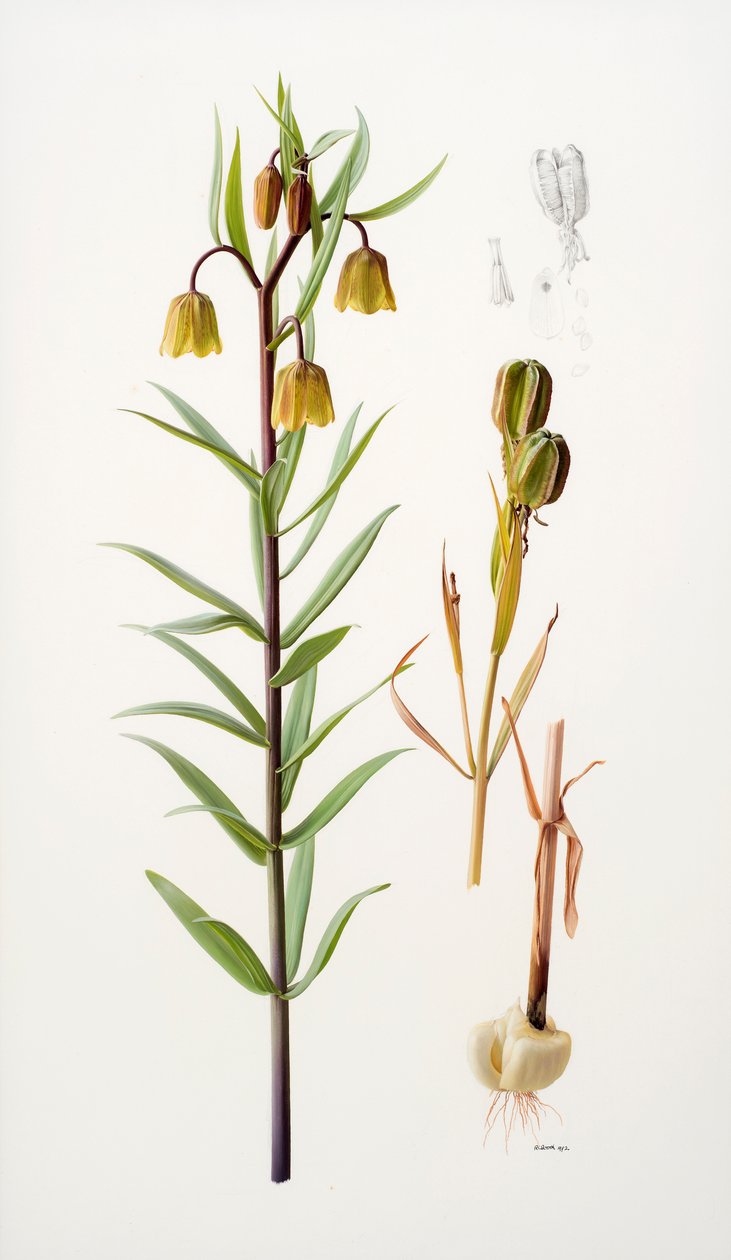 Fritillaria roylei - Raymond Booth