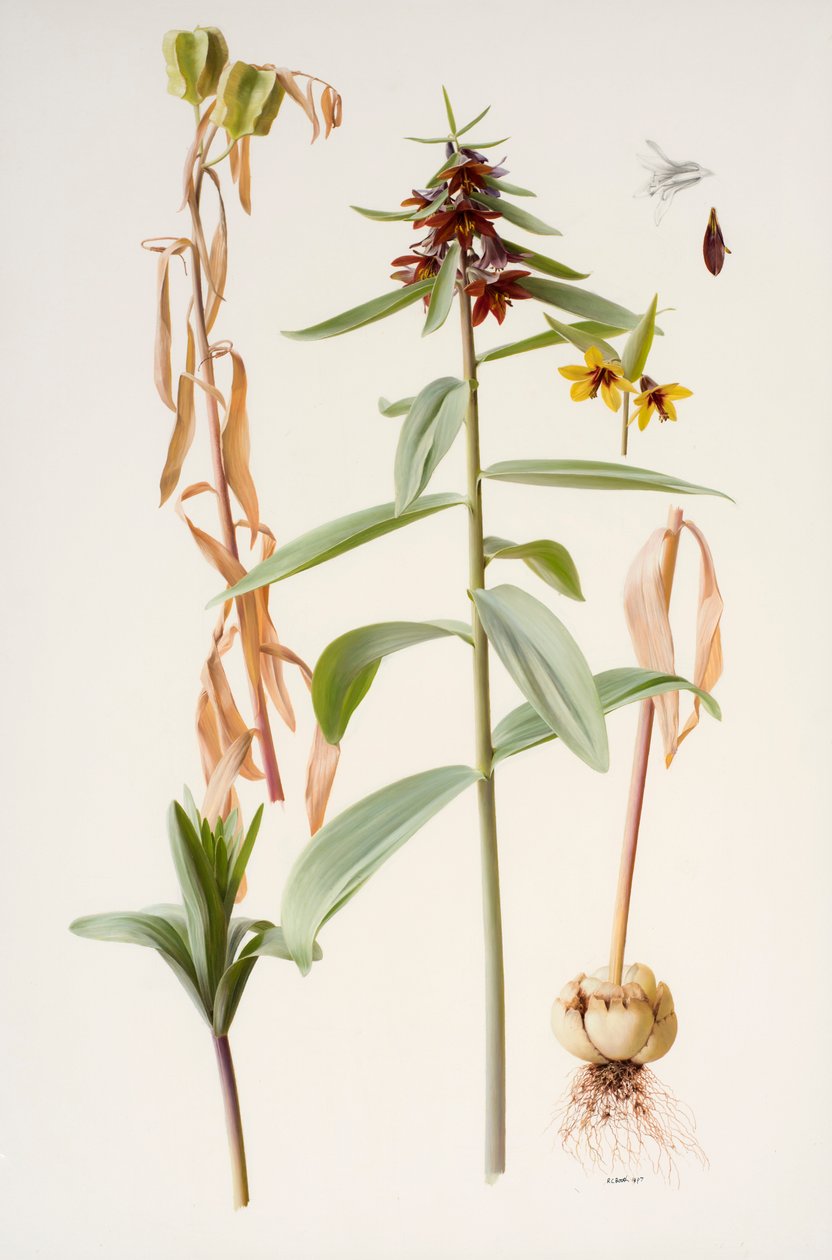 Fritillaria sewerzowii - Raymond Booth
